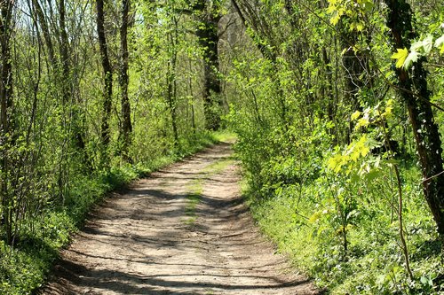 way  spring  forest