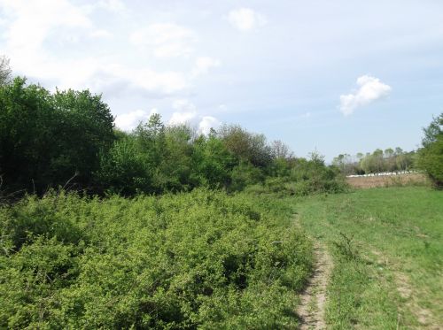 Way Through The Field