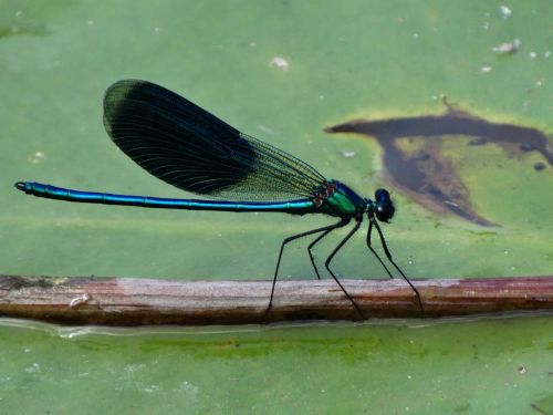 ważka insect nature