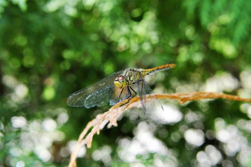 ważka insect sprig