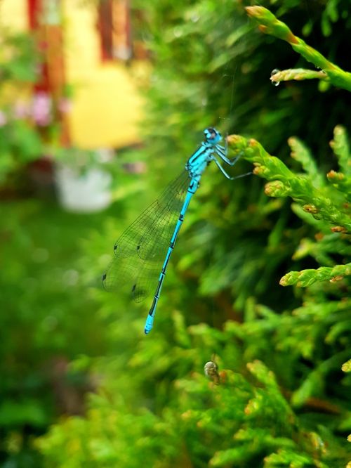 ważka dragonflies insects