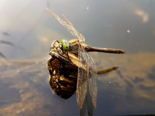 ważka insects nature