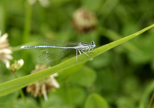 ważka blue insect