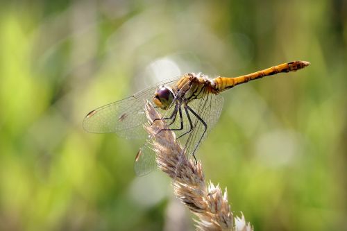 ważka insect green