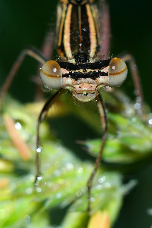 ważka  insect  macro