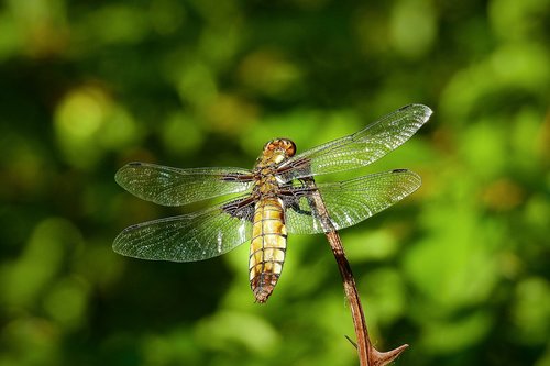 ważka  insect  nature