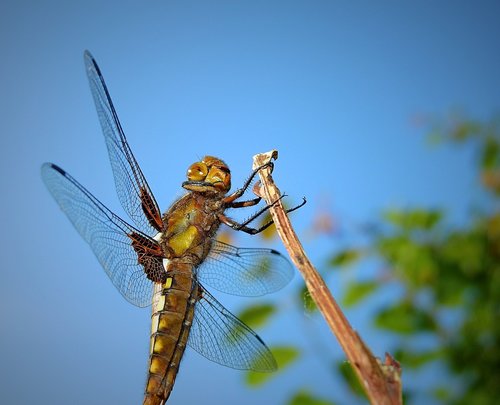 ważka  insect  portrait