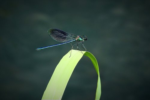 ważka  nature  insect