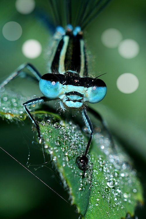 ważka  insect  macro