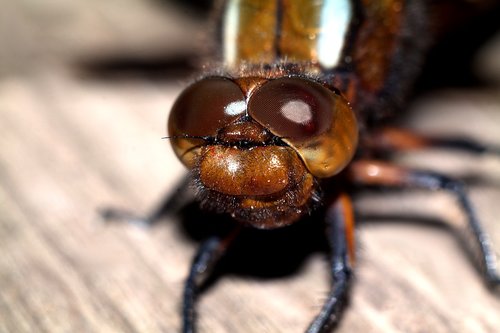 ważka  insect  dragonflies