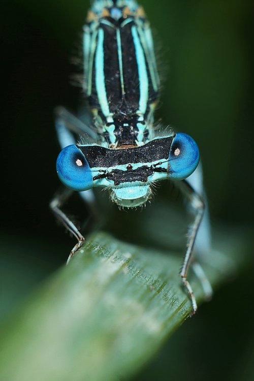 ważka  insect  closeup