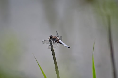 ważka  nature  insect