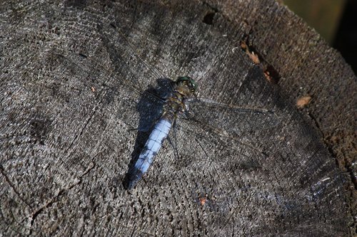 ważka  dragonflies  macro