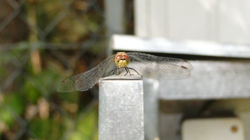 ważka insect animal