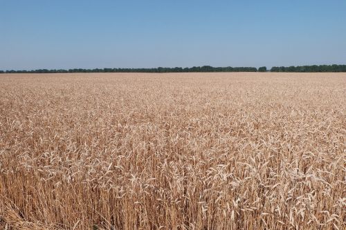 weat wheat field