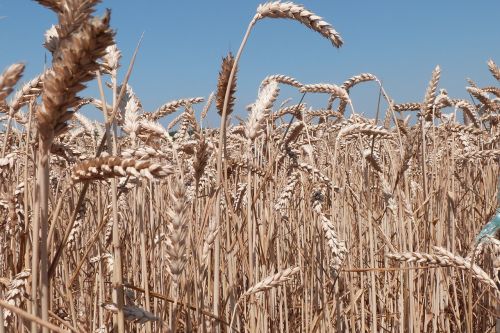 weat wheat field