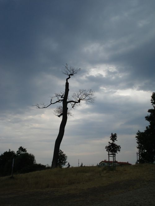 weather tree clouds