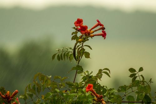 weather rain flowers