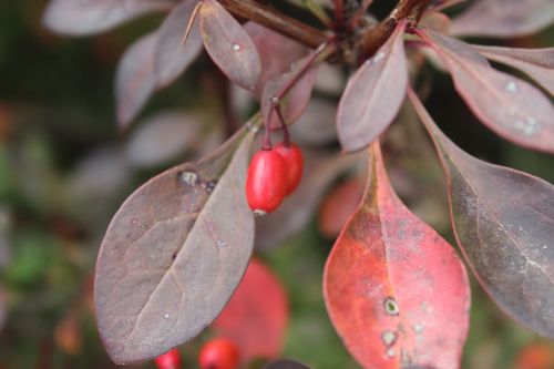 weather autumn fruit