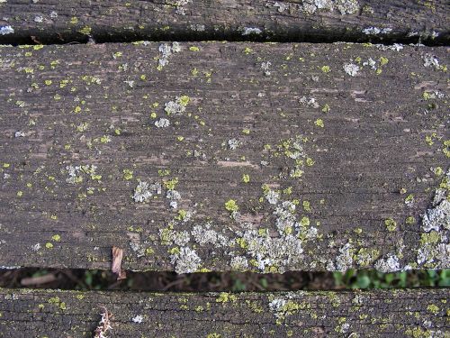 weathered board moss