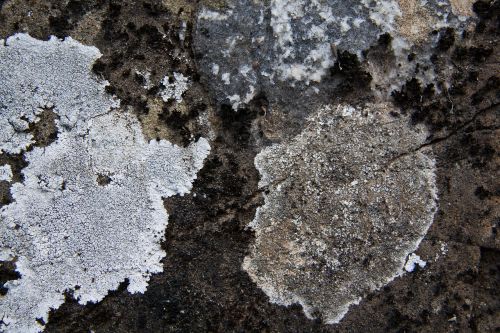 weave lichen nature