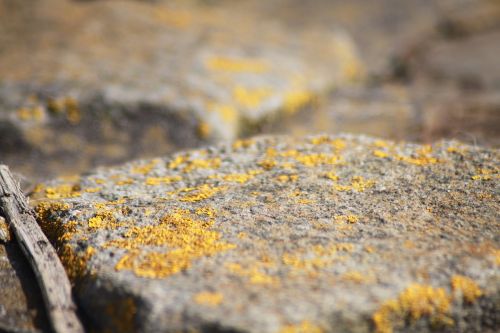 weave stone moss