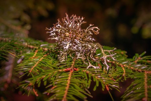 weave  conifer  branch