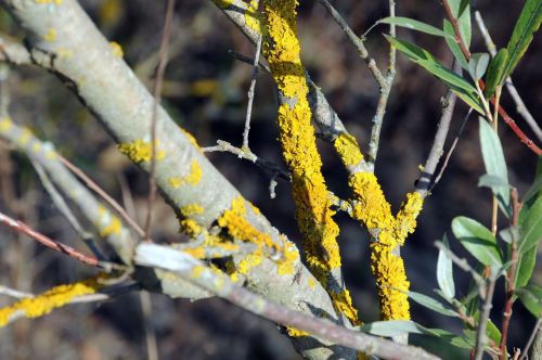 weave branch yellow