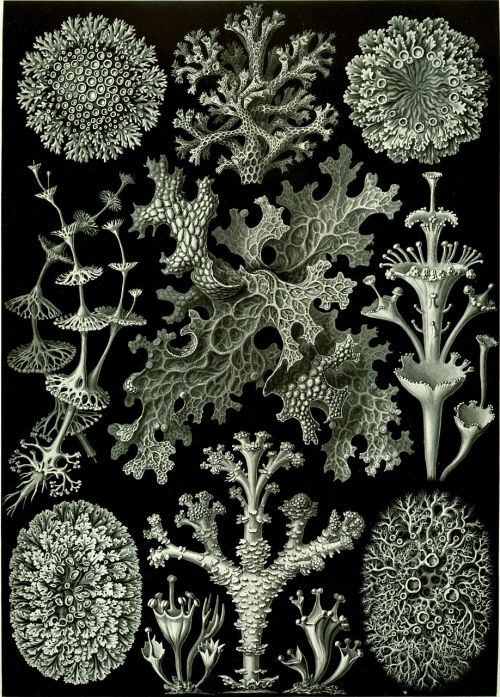 weave haeckel lichenes photobionten