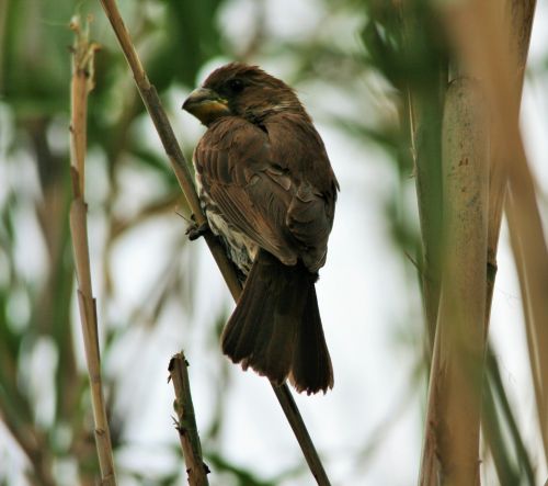 Weaver Among The Reeds