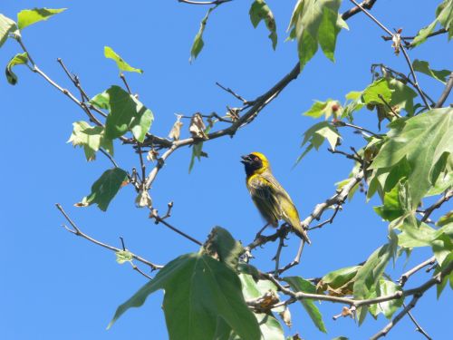 Weaver Bird