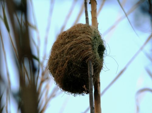 Weaver Bird&#039;s Nest