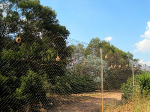 Weaver Nests On A Fence