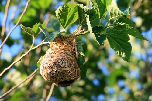 Weaver&#039;s Nest Attached To Tree