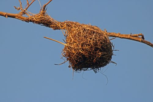 Weaver&#039;s Nest Hanging From Branch