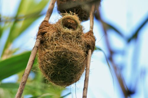 Weaver&#039;s Nest