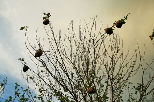 Weaver&#039;s Nests On Tree