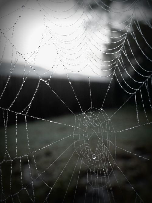 web spider web spider web with water beads