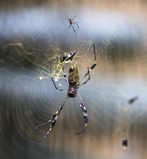 web spider drops