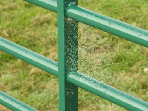 web spider dew