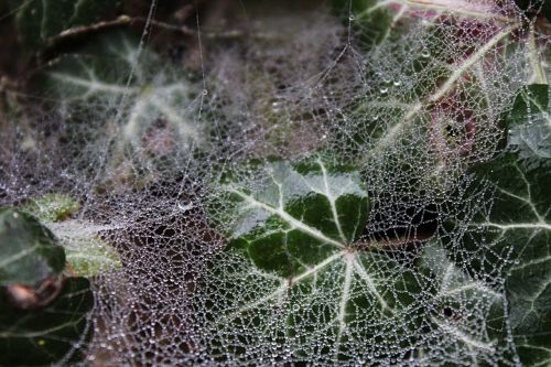 web dew ivy