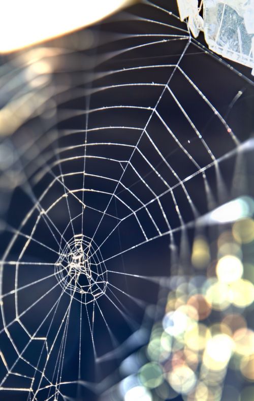 web spider web nature
