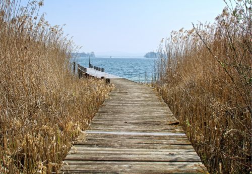 web reed nature