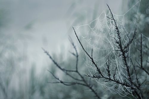 web fog detail