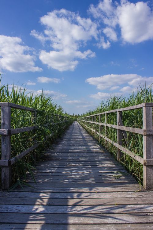 web boardwalk reed