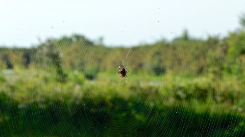 web spider network