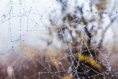 web spider web morning
