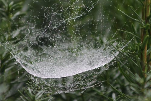 web spider garden