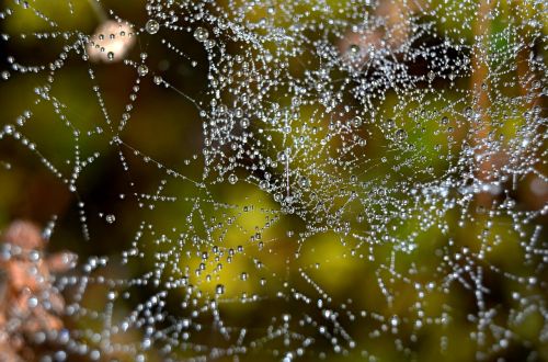web drops dew