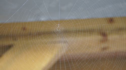 web spider web